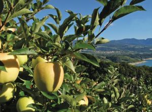 Mele del Trentino