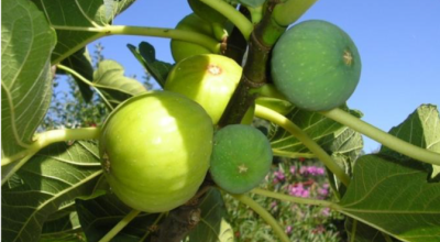 Proroga scadenza termini al 12 luglio 2021 per l&rsquo;intervento 4.1 &ldquo;...