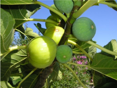 Proroga scadenza termini al 12 luglio 2021 per l&rsquo;intervento 4.1 &ldquo;...