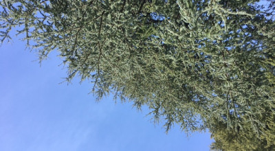 RICE ATTER  Project   Transizioni  agro-ecologiche  nei sistemi  alimentari t...