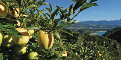 Mele del Trentino