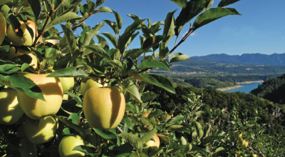 Mele del Trentino